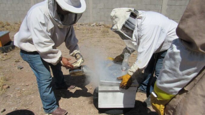 guardianes-ecologicos-rescatan-y-reubican-a-mas-de-20-mil-abejas.jpeg Guardianes Ecológicos rescatan y reubican a más de 20 mil abejas