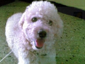 Regresa del trabajo y encuentra a su perrita degollada y mutilada, familia exige justicia