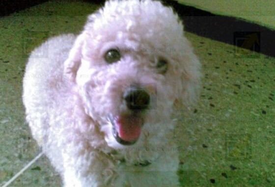 regresa-del-trabajo-y-encuentra-a-su-perrita-degollada-y-mutilada-familia-exige-justicia.jpeg Regresa del trabajo y encuentra a su perrita degollada y mutilada, familia exige justicia
