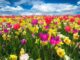 La razón científica del por qué la primavera se adelantará al 20 de marzo en 2025