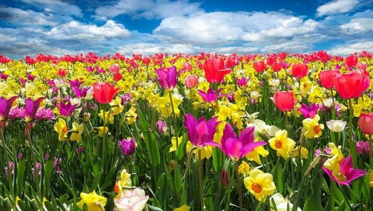 La razón científica del por qué la primavera se adelantará al 20 de marzo en 2025