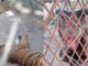 Alzan la voz por animales del Zoológico de Aldama