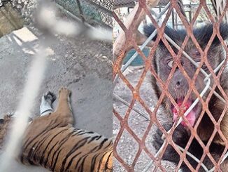 Argumentan activistas falta de regulación en zoológico