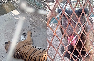 Argumentan activistas falta de regulación en zoológico