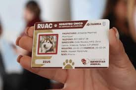 CURP biométrica se podrá utilizar como identificación oficial en México, así luce
