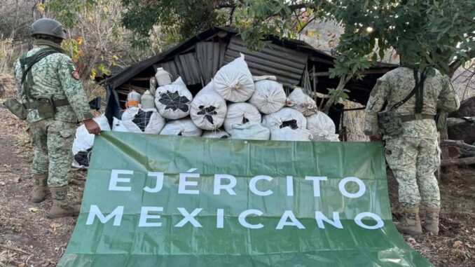 ejercito-mexicano-destruye-83-plantios-de-amapola-y-mariguana.jpg Ejército mexicano destruye 83 plantíos de amapola y mariguana