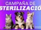 Inicia nuestra Campaña de Esterilización