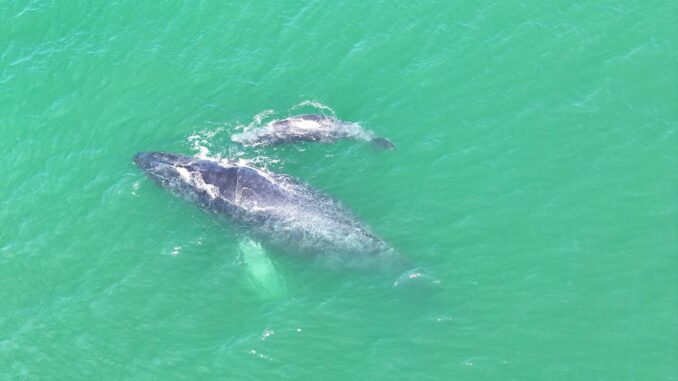 video-marina-resguarda-parto-de-ballena-jorobada-en-guerrero.jpeg #Video Marina resguarda parto de ballena jorobada en Guerrero