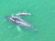 #Video Marina resguarda parto de ballena jorobada en Guerrero