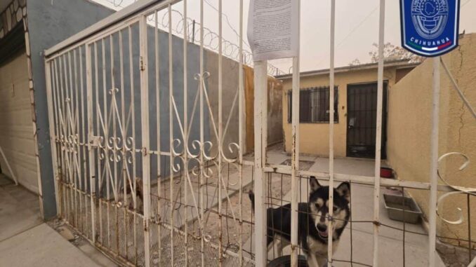 rescato-fiscalia-zona-norte-en-marzo-a-17-mascotas-en-situacion-de-maltrato.jpg Rescató Fiscalía Zona Norte en marzo a 17 mascotas en situación de maltrato