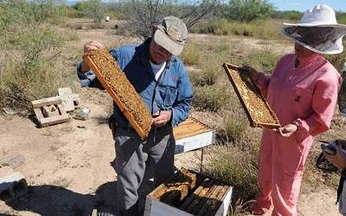 baja-40-la-produccion-de-miel-de-abeja-en-la-region.jpg Baja 40 % la producción de miel de abeja en la región