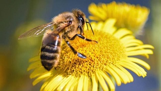 Abejas en peligro de extinción ¿Qué pasaría si desaparecen?