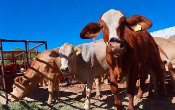 piden-ganaderos-a-eu-reconsidere-cierre-chihuahua-libre-de-barrenador.jpg Piden ganaderos a EU reconsidere cierre; Chihuahua libre de barrenador