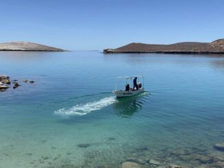 Demandan a gobierno de Trump por poner en peligro a ballenas y tortugas del Golfo de México