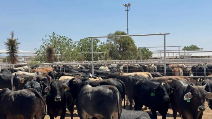 chihuahua-se-suma-a-propuesta-de-crear-cinturones-sanitarios-para-fortalecer-la-sanidad-del-ganado.jpeg Chihuahua se suma a propuesta de crear cinturones sanitarios para fortalecer la sanidad del ganado