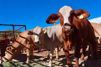 Mandan ganaderos reses al mercado local, pierden 30%