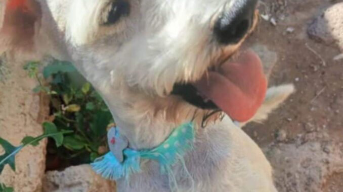perrito1.jpg