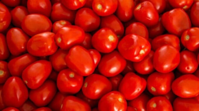 jitomate-mexicano-para-exportacion-1024x631.jpg