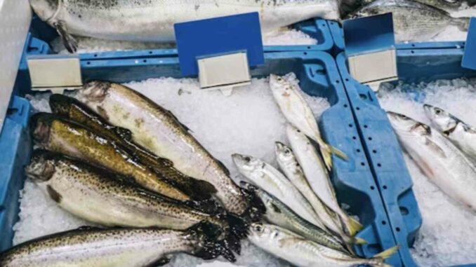 mexico-alcanza-38-de-fraude-en-venta-de-pescado-y-duplica-promedio-global-segun-estudio-1024x576.jpg